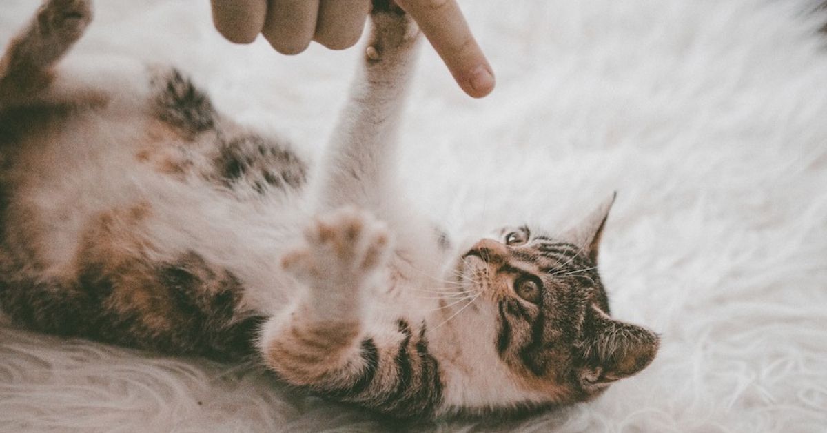 5 Reasons why cats make more excellent pets than canines