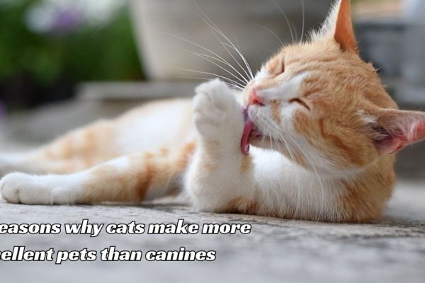 5 Reasons why cats make more excellent pets than canines