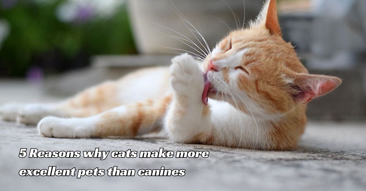 5 Reasons why cats make more excellent pets than canines