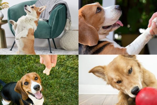 Make Life Easy for Both of You Using These Pet Hacks