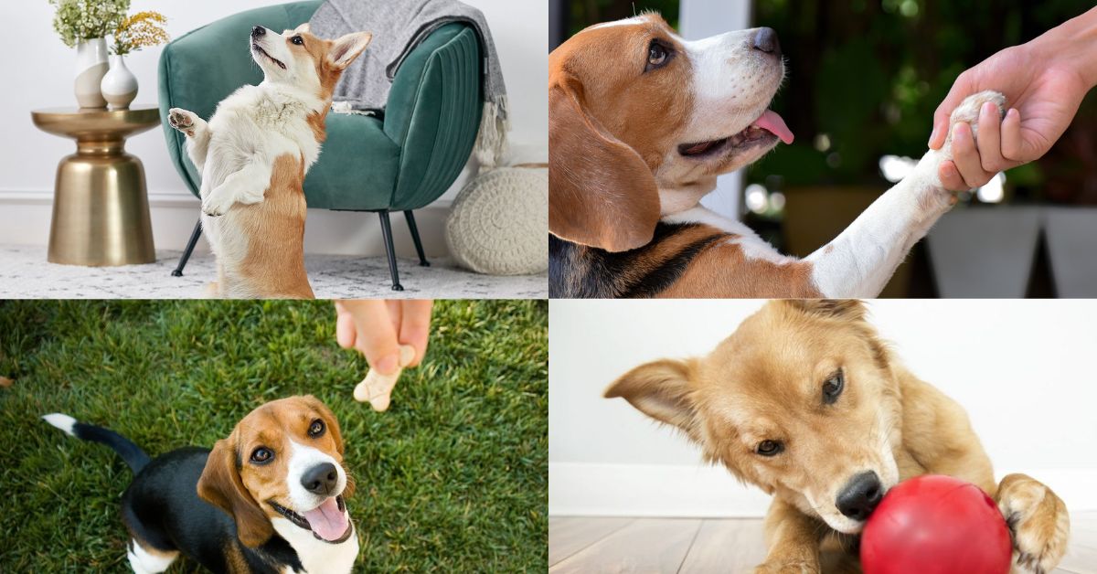 Make Life Easy for Both of You Using These Pet Hacks