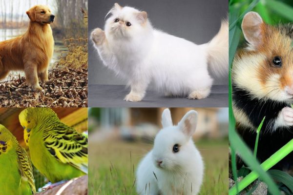 Top 5 Adorable Pets in the World