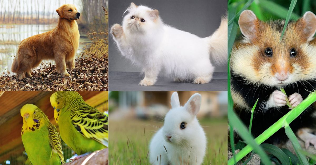 Top 5 Adorable Pets in the World